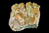 Fossil Horse (Mesohippus) Jaw Section - South Dakota #157459-2